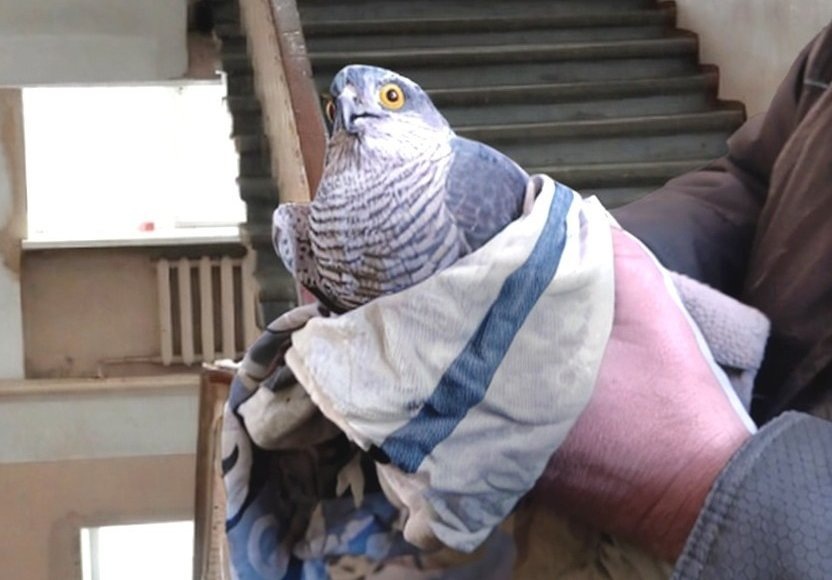    Фото: Минлесхоз Смоленской области