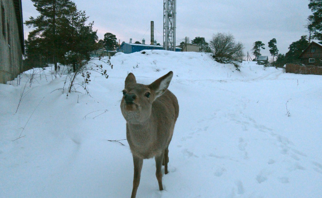   © Telegram / Каждой твари по паре