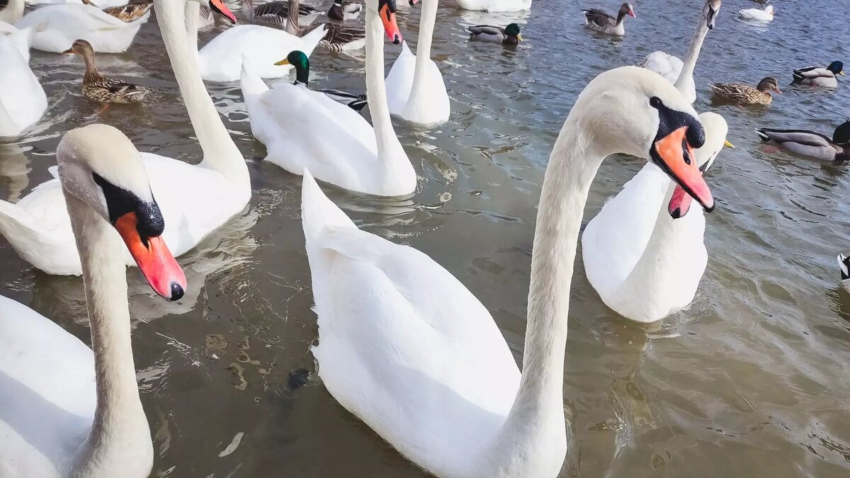     Источник: 1MI