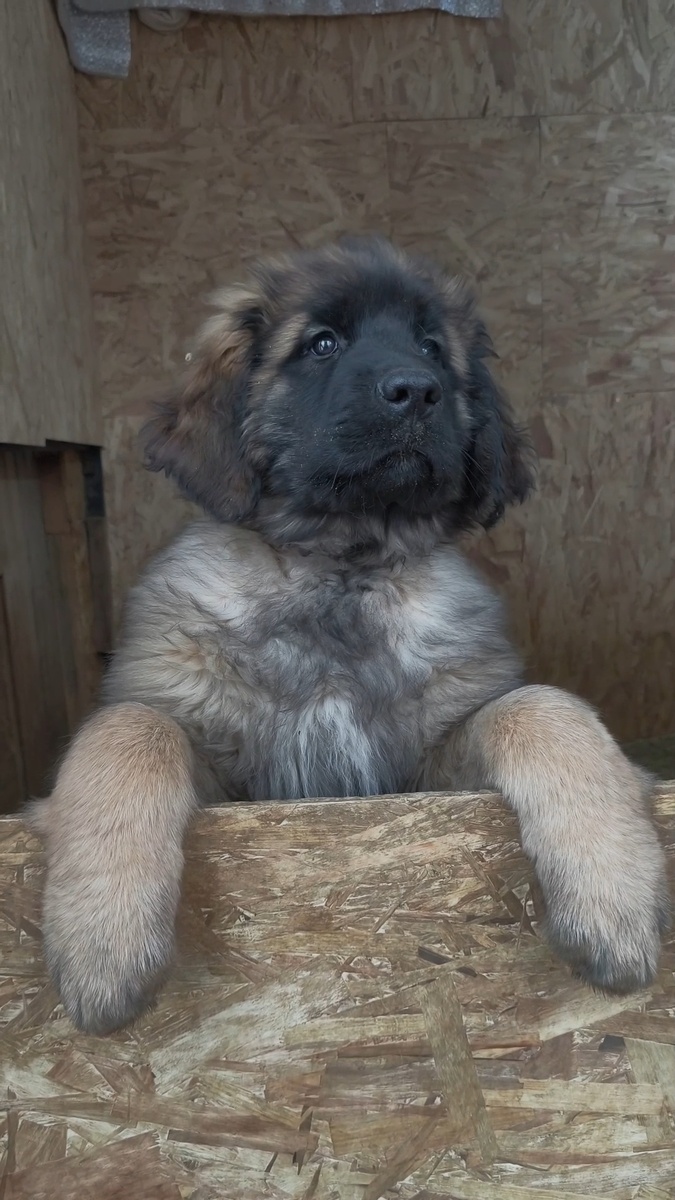 Белый ошейник