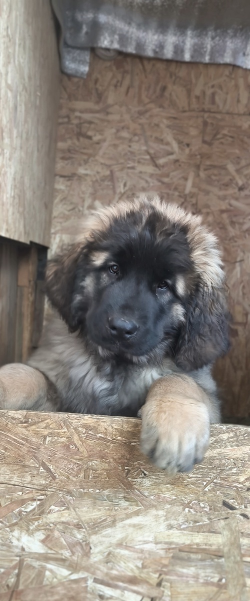 Зелёный ошейник