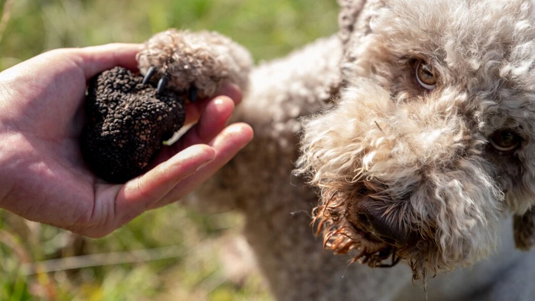    ФОТО:Peter Steffen/dpa/Globallookpress