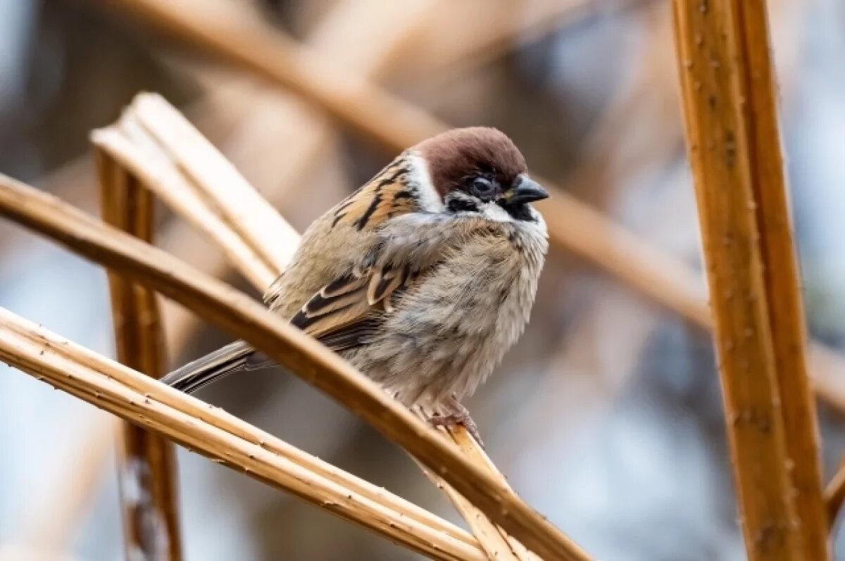    В Ярославской области проживает более 1,2 тысячи воробьев