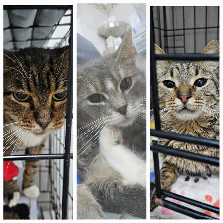 Заболевшие котики. Маргоша, Брат, Мо