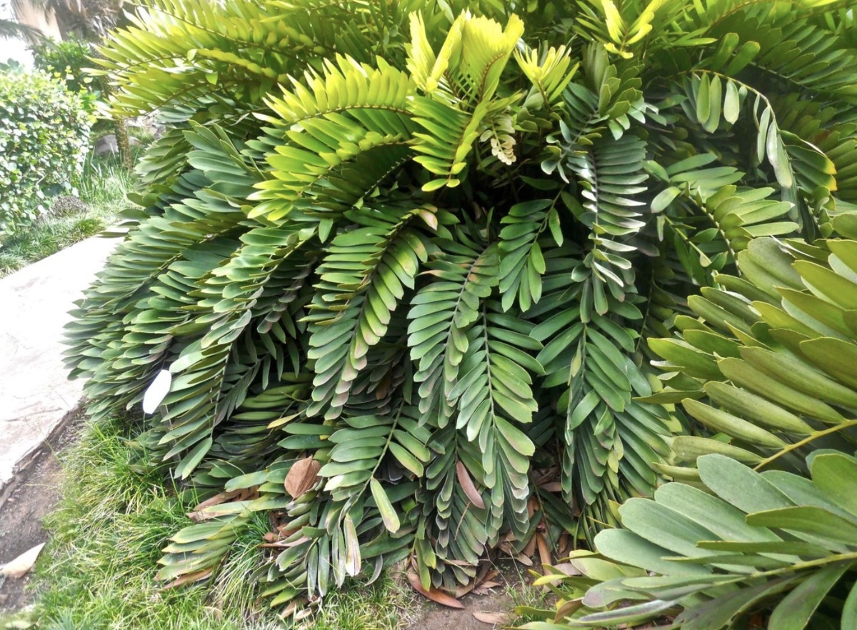 Замиокулькас в дикой природе