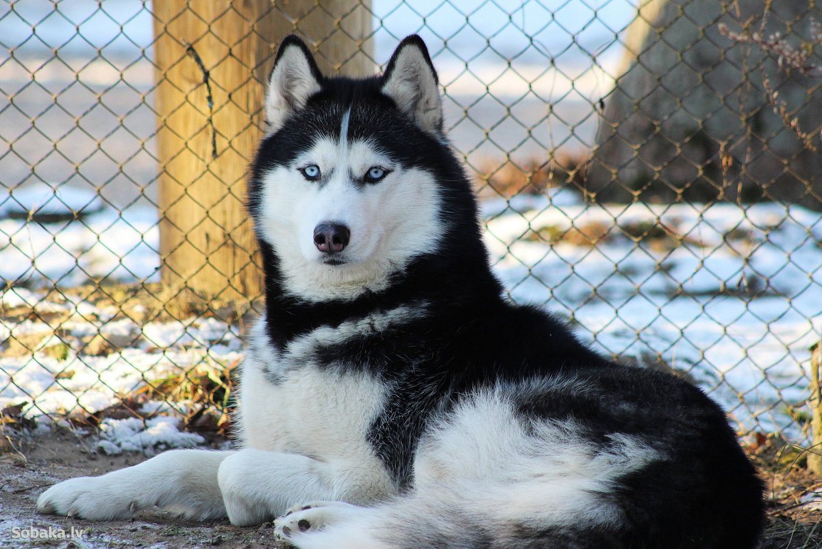 Фото: krk.sledcom.ru