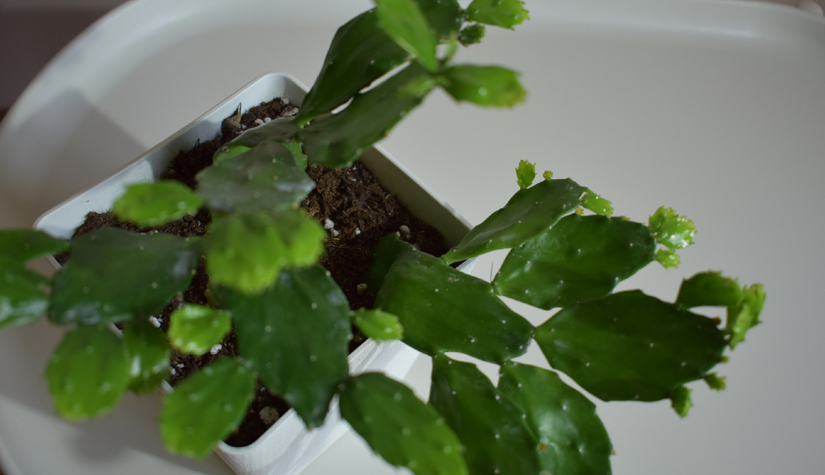 Опунция Бразильская. Бразилиопунция. Фото автора.