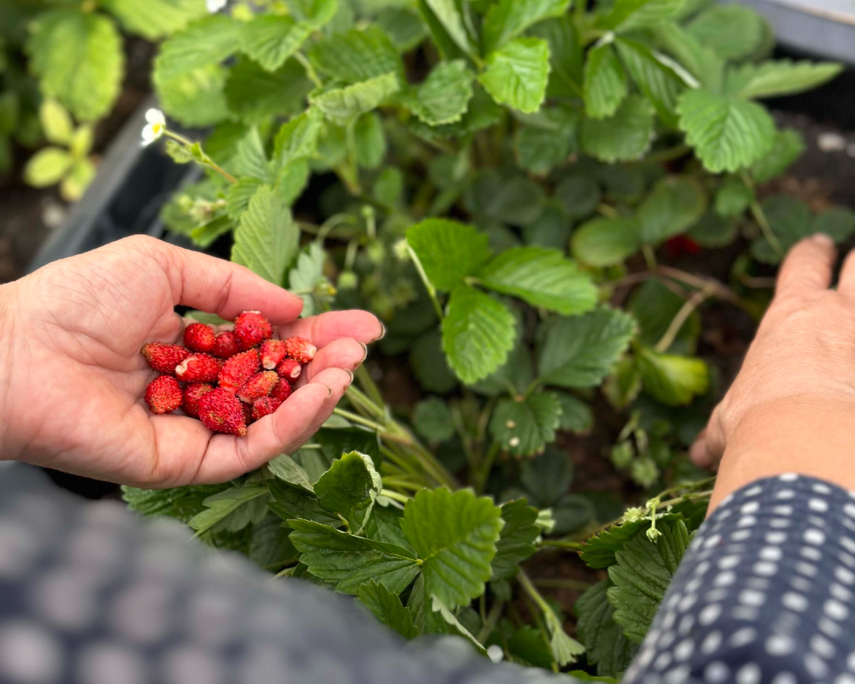 На вкус земляника заметно отличается от классической садовой клубники или, как ее еще называют, Виктории