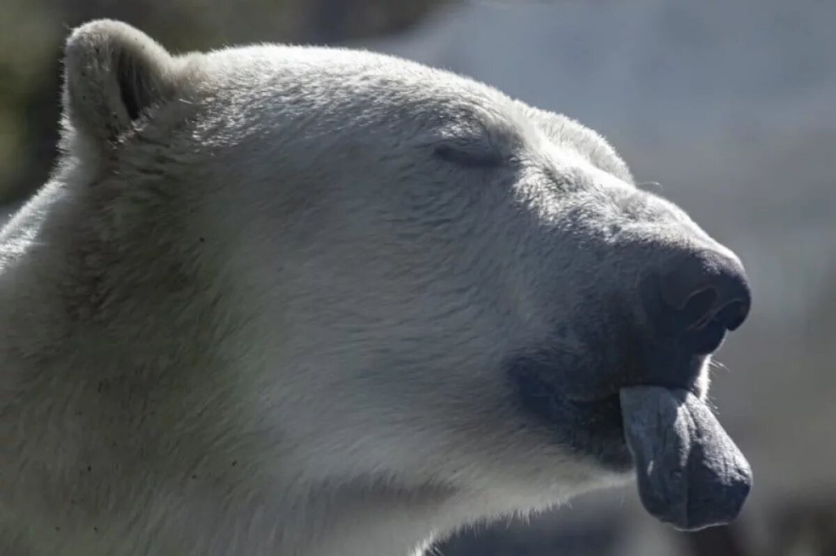    «Наш Умка».