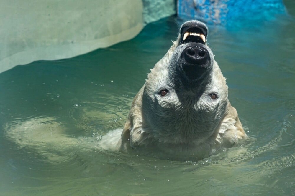    Фото: Зоосад "Приамурский"