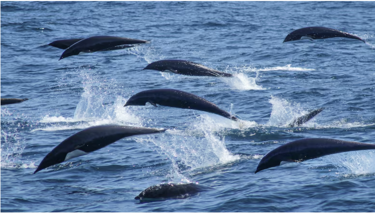 Северные дельфины. Источник: https://www.cbc.ca/radio/asithappens/dolphin-super-pod-1.7469441