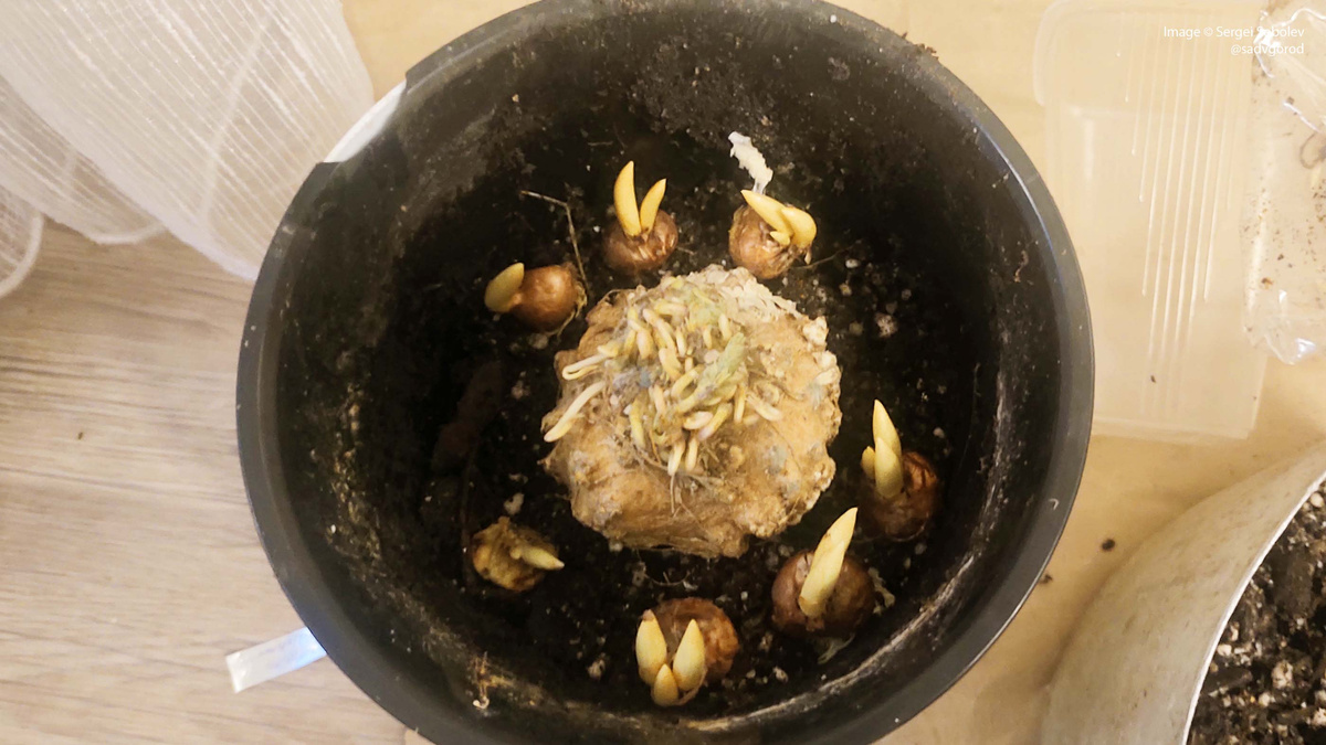 Горшок с голосемянником и двумя наборами проросших Шафранов золотистых. 3 фото.