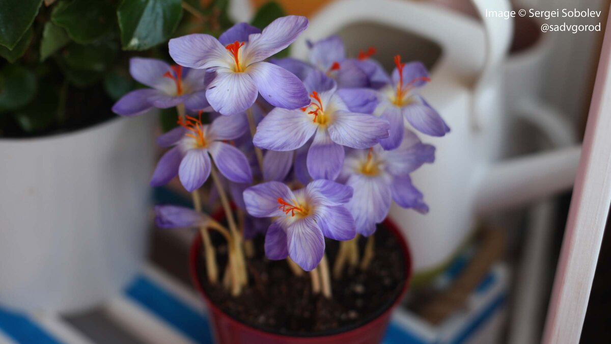 Пробовал когда-то в выгоночной культуре Шафран прекрасный (Crocus speciosus). Луковицы ужасно измельчали - до состояния мелких горошин!