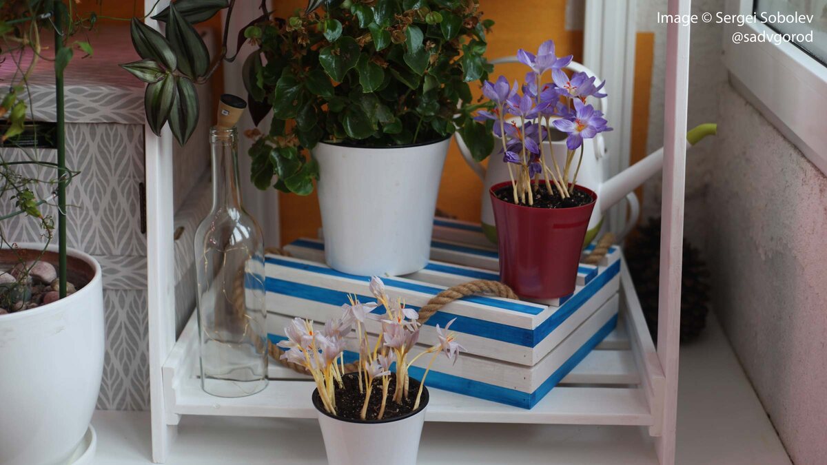 Шафран прекрасный в выгонку попал тоже из-за поздней покупки луковиц по осенним скидкам садовых центров.