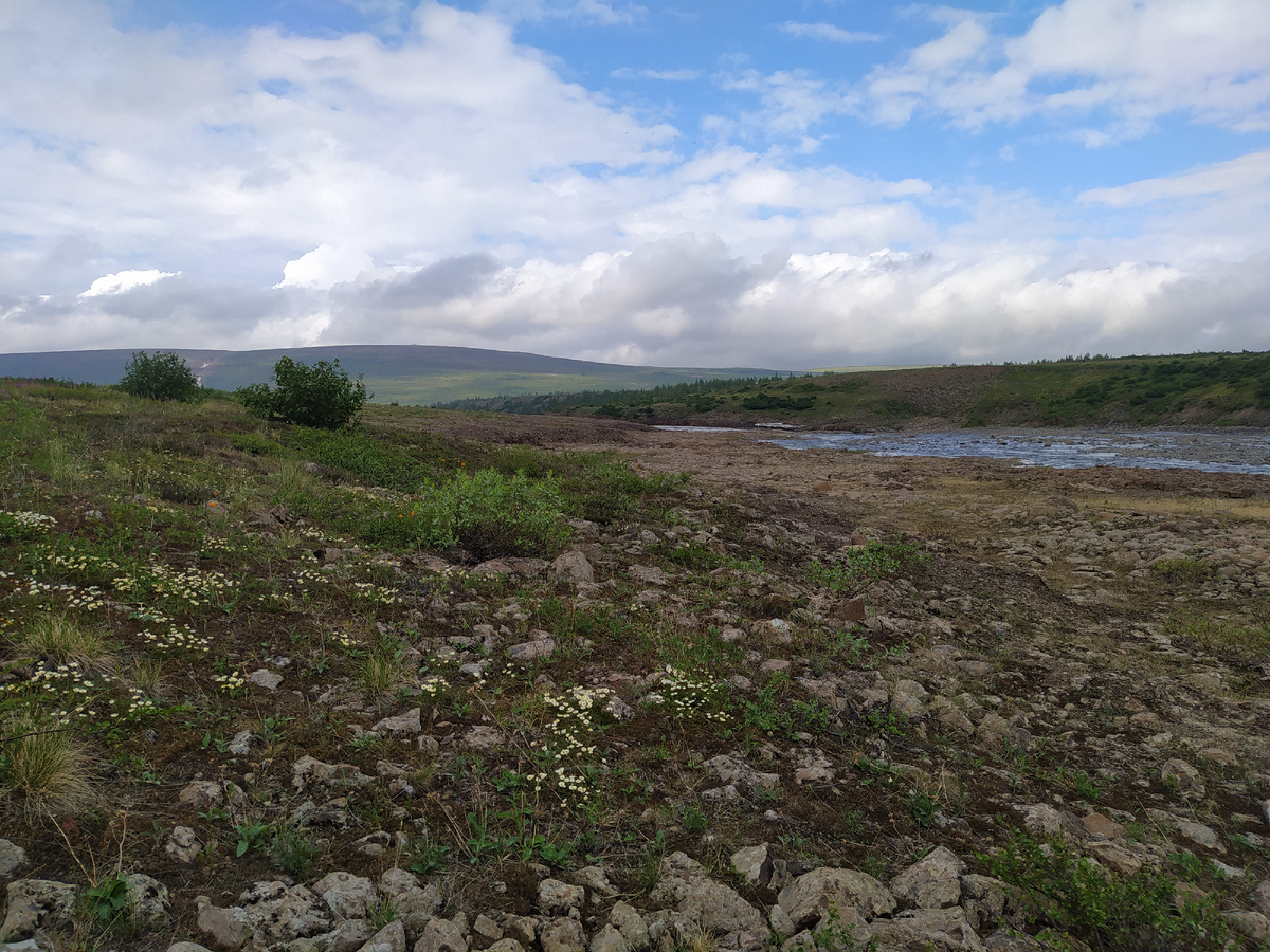 Таймырская тундра. Место, где земноводных нет