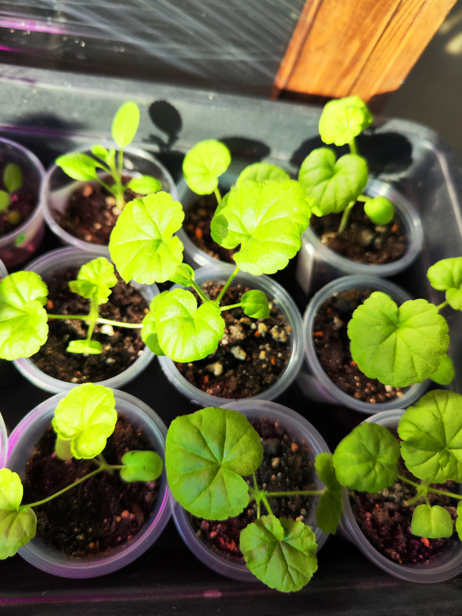 Всходы дружные, здоровые. Сейчас уже подросли. На фото 20 числа января после пикировки. 