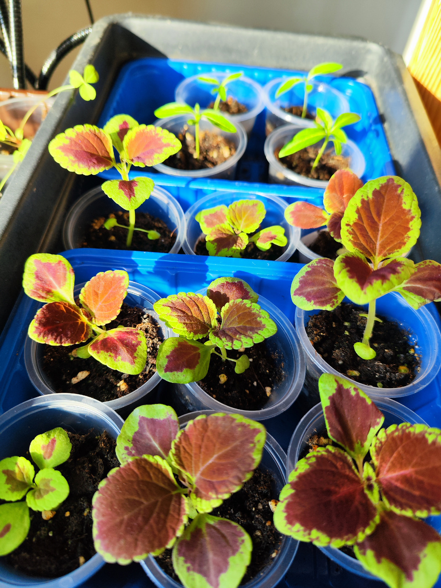 Рассада колеусов.