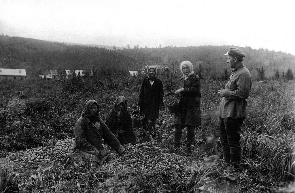 Спецпоселок Верхнеашинский. Сортировка картофеля. 1933 - 1934 год, Челябинская обл., Миньярский р-н, пос. Верхнеашинский, Государственный исторический музей Южного Урала. Фото из открытых источников.
