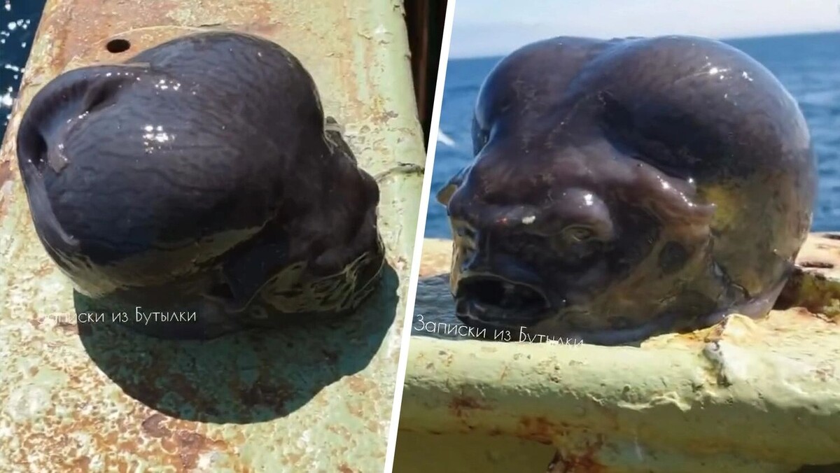    Фото: rfedortsov_official_account/Instagram*