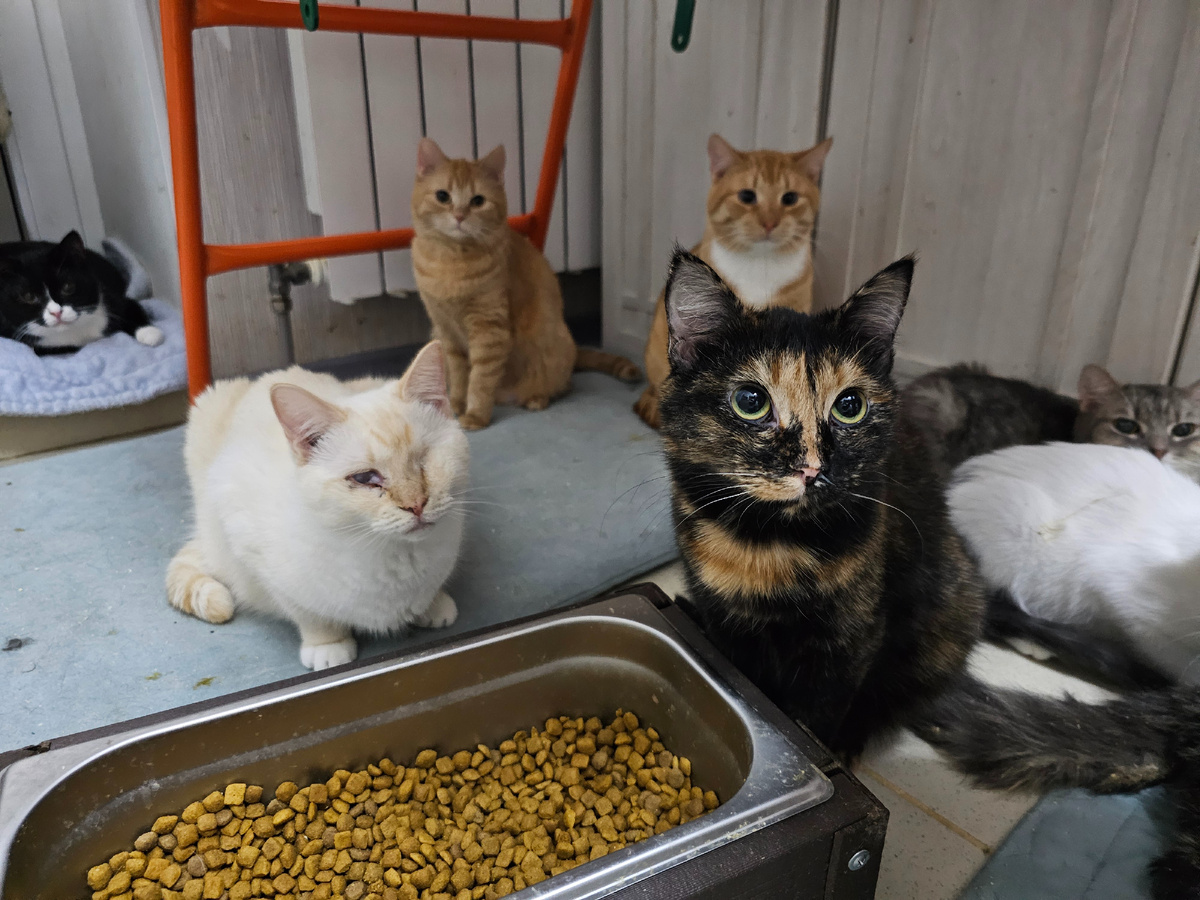 Фото автора. Жители приюта.