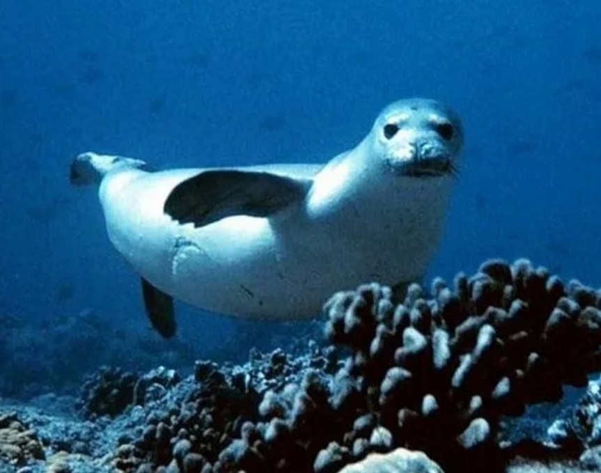 Карибский тюлень-монах