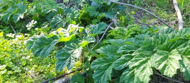    В Ленинградской области стартует новый сезон борьбы с борщевиком Сосновского 2025