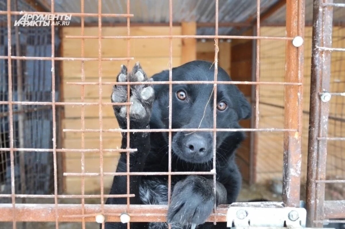    Пострадавшему от укуса собаки ребенку выплатят компенсацию под Томском