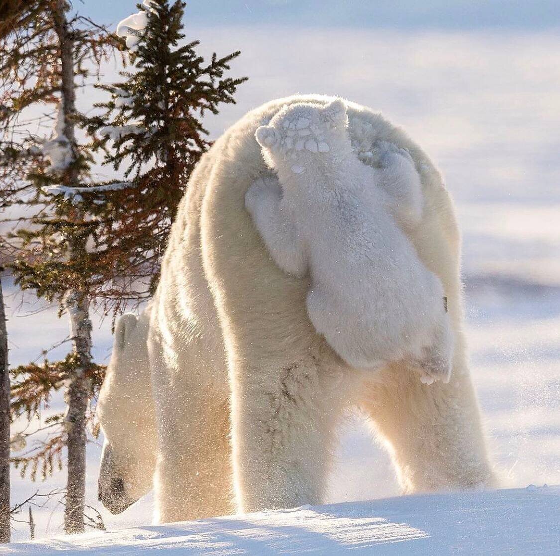 https://t.me/zoo_puz