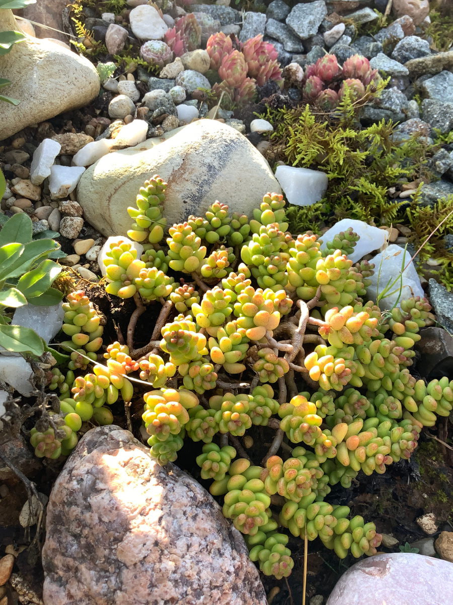 Мой любимец, пожелавший остаться неизвестным. Скорее всего из рода белых