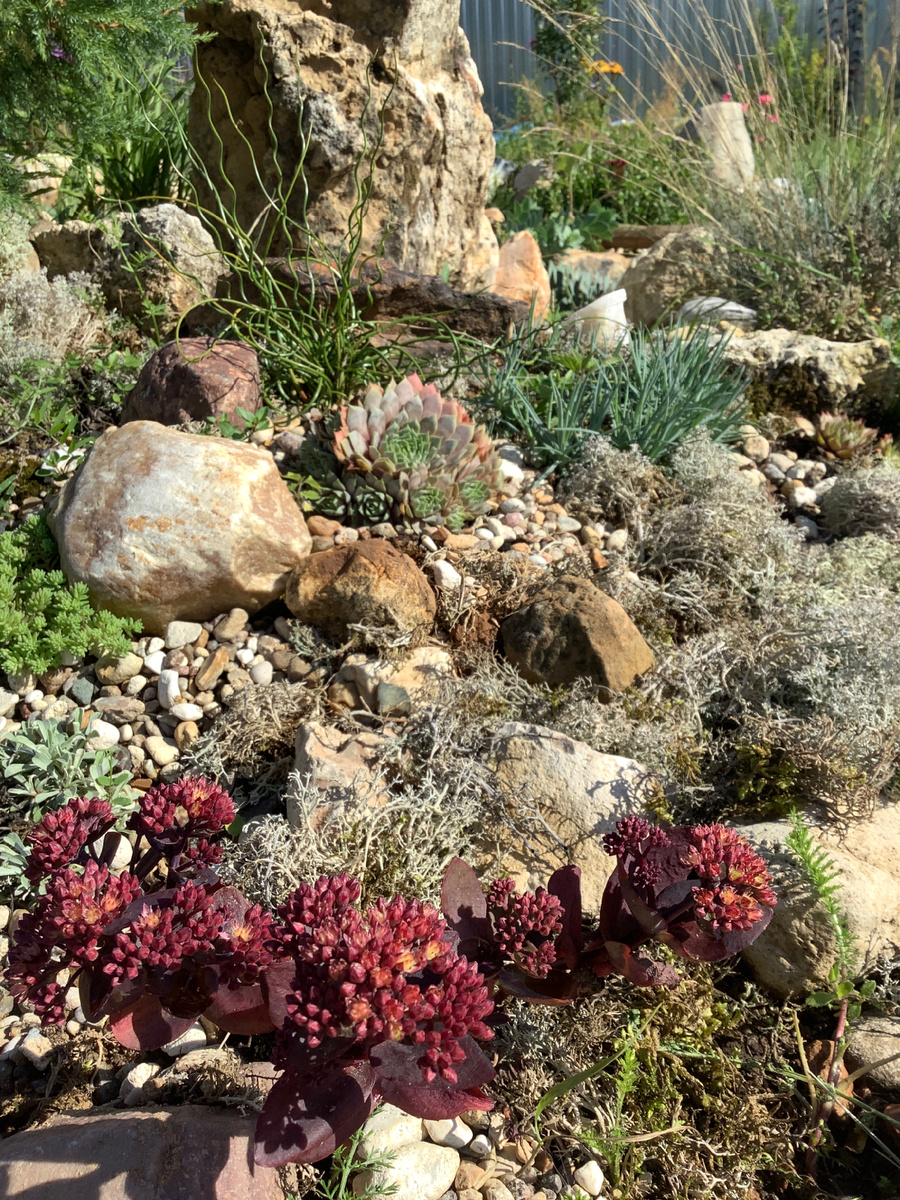 Очиток Конга Лайн