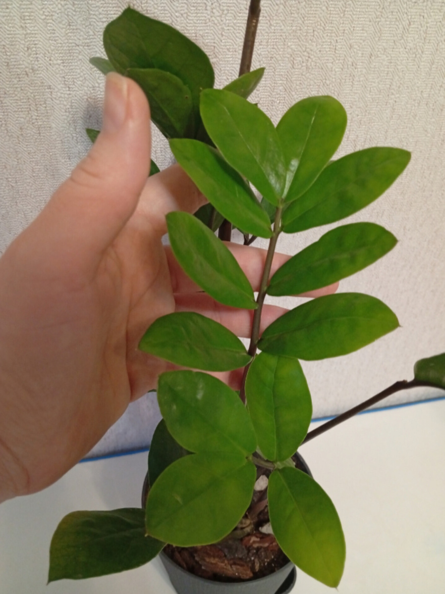 Совсем молодой, у растёт у меня год. Только недавно стал выдавать рахисы с 5-7 листиками.