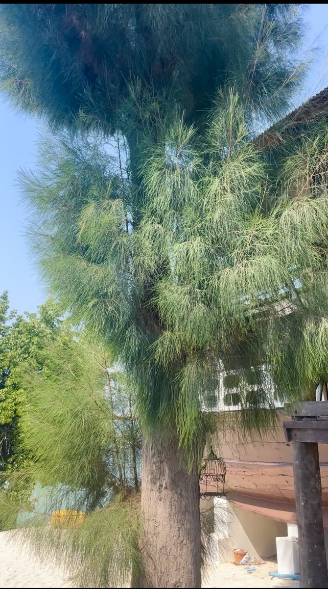 На Тьене растут такие хвойники