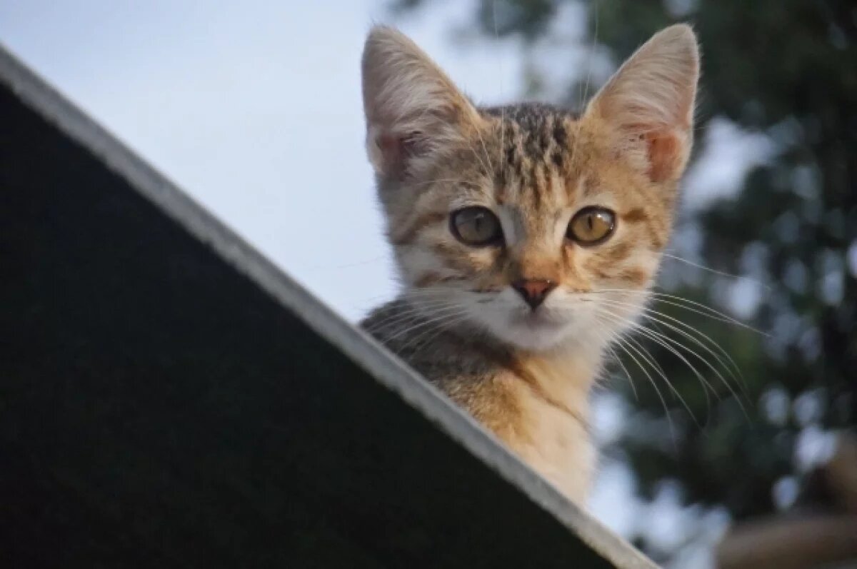    В четырех районах Воронежской области сняли карантин по бешенству животных