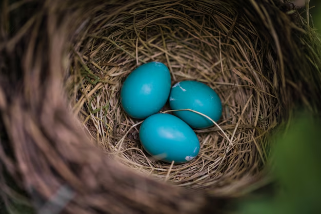 Яйца малиновки