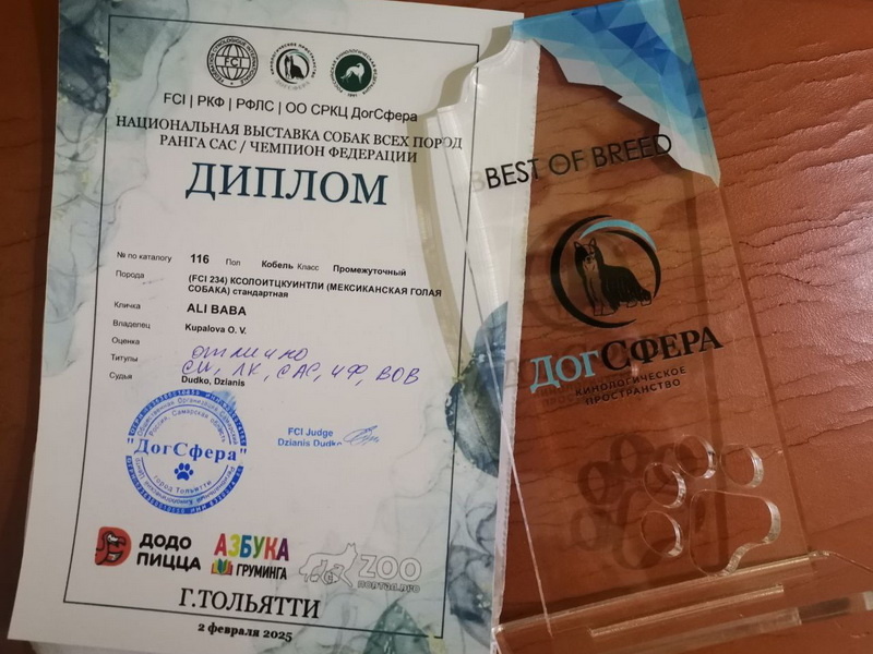 Ксолоитцкуинтли (мексиканская голая собака) ALI BABA aka Амон. Выставка собак. Тольятти, 02 февраля 2025.