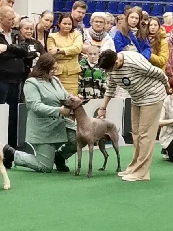Ксолоитцкуинтли (мексиканская голая собака) ALI BABA aka Амон. Выставка собак. Тольятти, 02 февраля 2025.