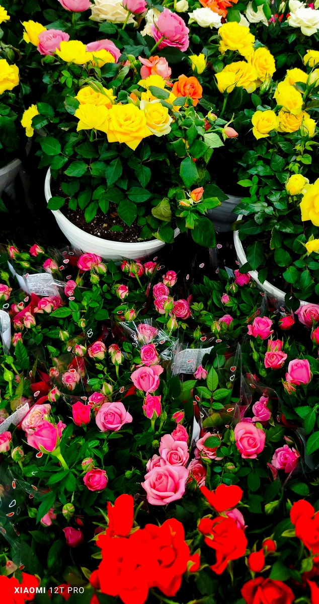 Розы в горшках.