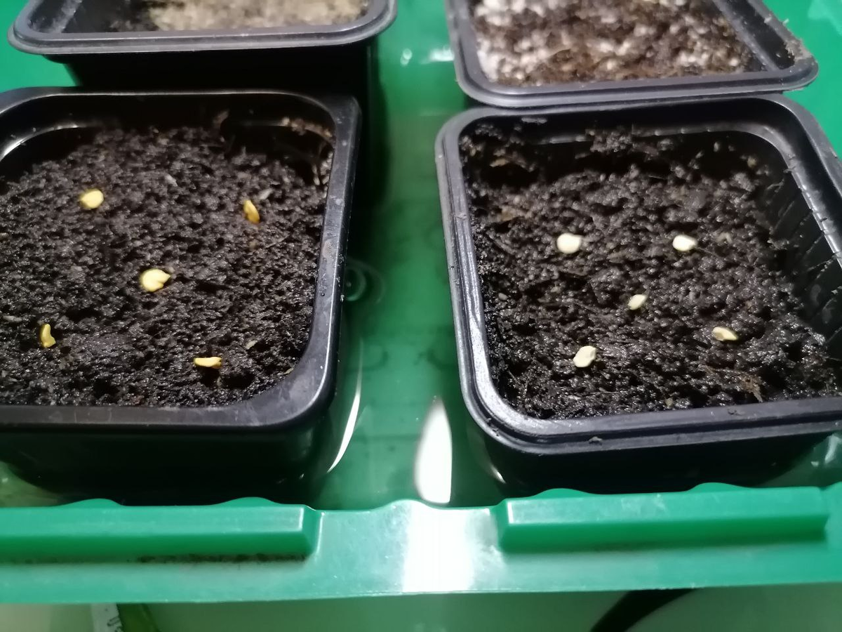 Посев перцев на рассаду - самая актуальная тема февраля, фото автора