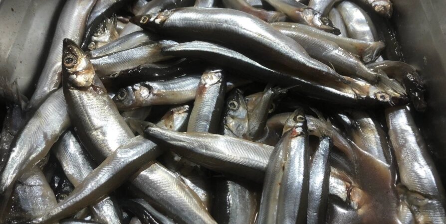 Мойва - ещё одна рыба из моего детства