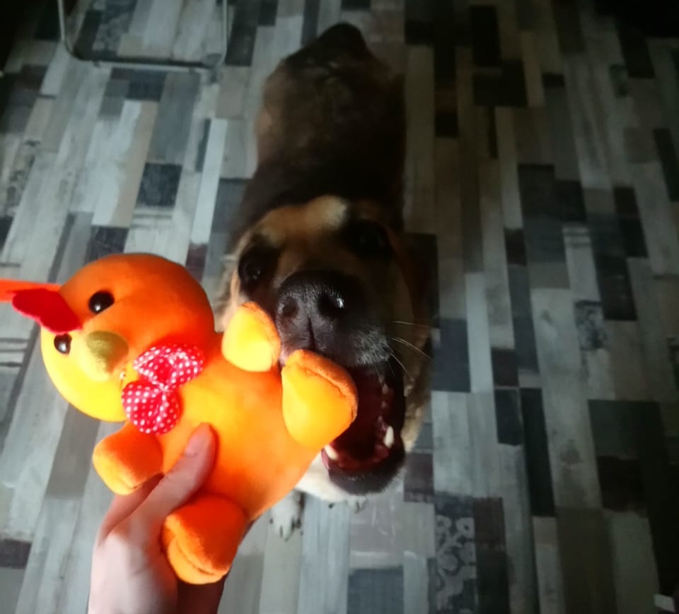 До уничтожения игрушки 3.. 2..