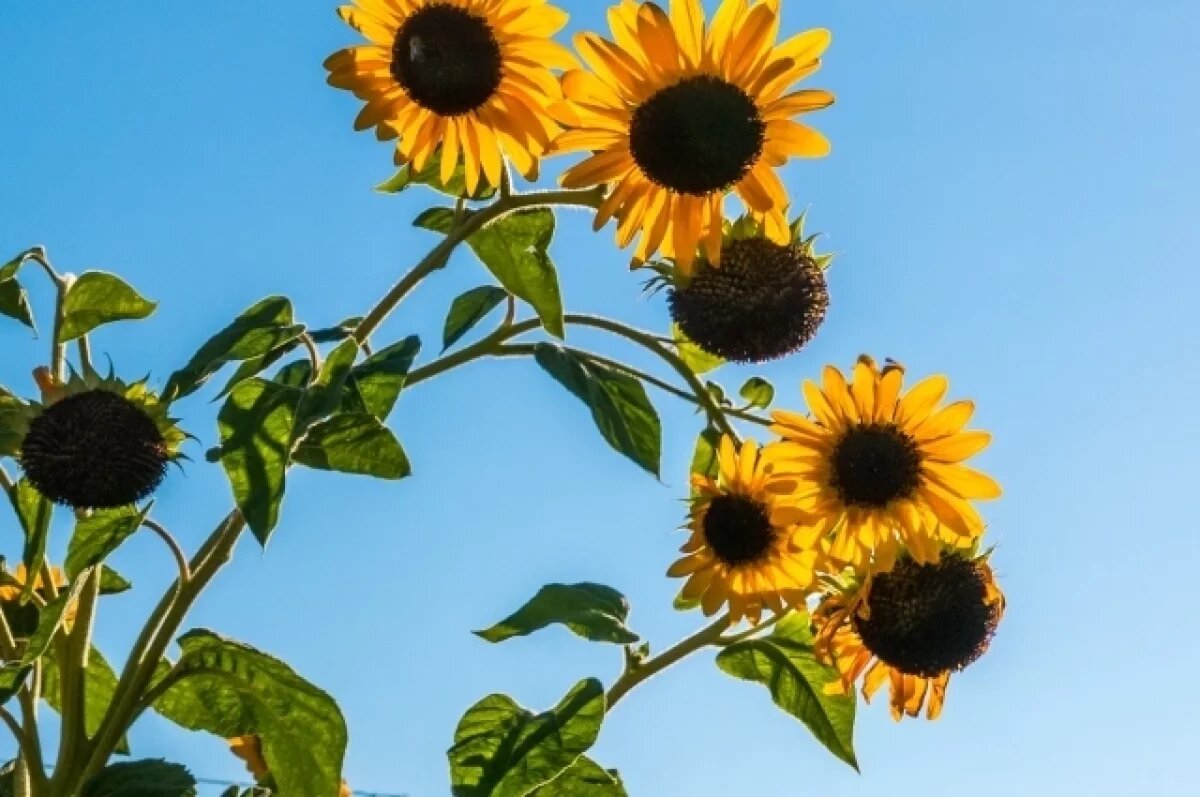    Более 60 тысяч тонн сомнительного зерна обнаружили в Воронежской области