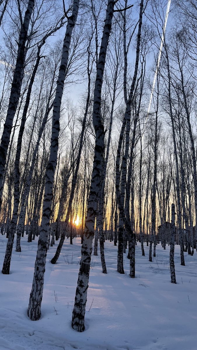 Березовая роща в городе