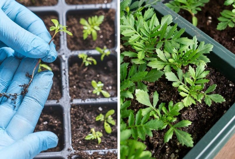 Посев бархатцев на рассаду. Зачем иметь бархатцы в саду?