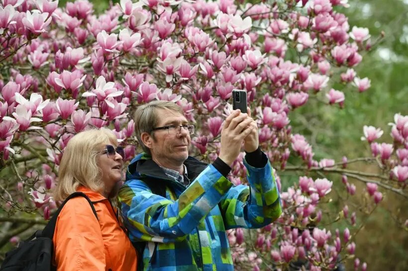  Парки и скверы весеннего Сочи буквально утопают в цветущих магнолиях   © РИА Новости. Екатерина Лызлова