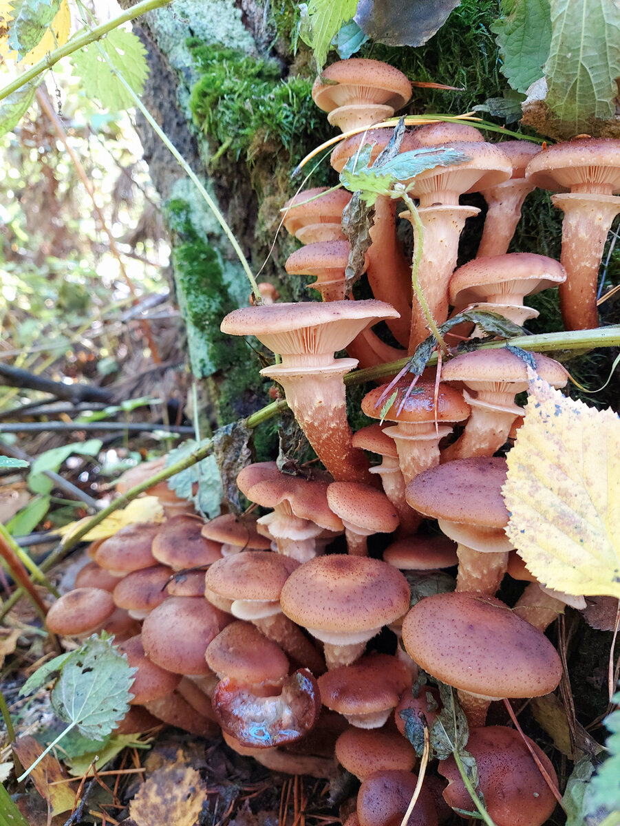 Осенние опята на фото Натальи Мазняк