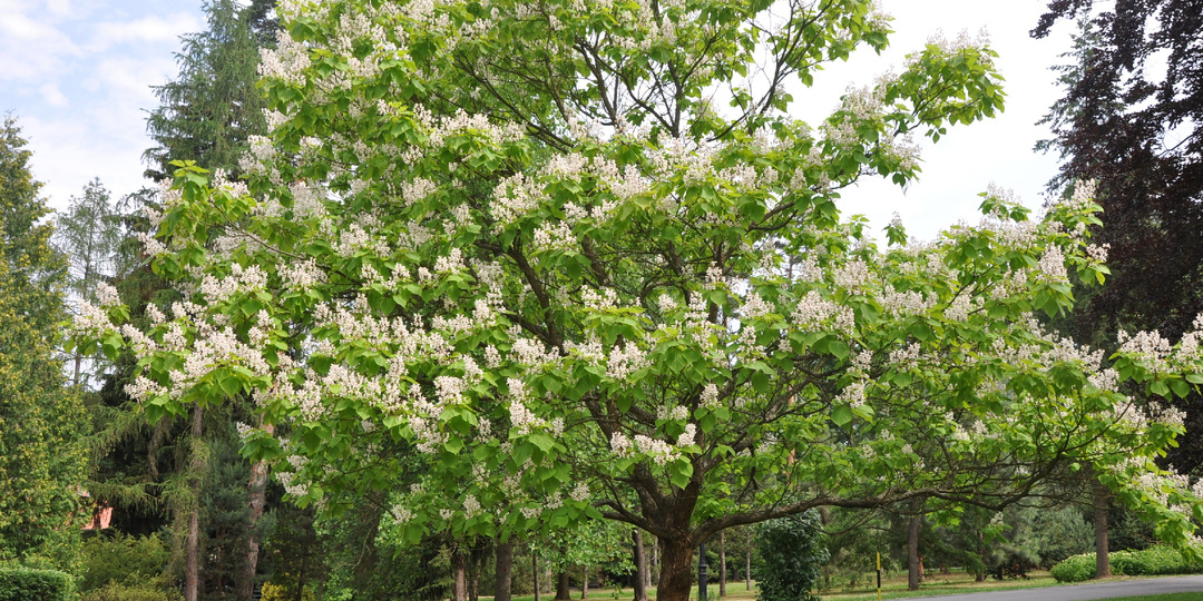 Катальпа — экзотическое украшение садов