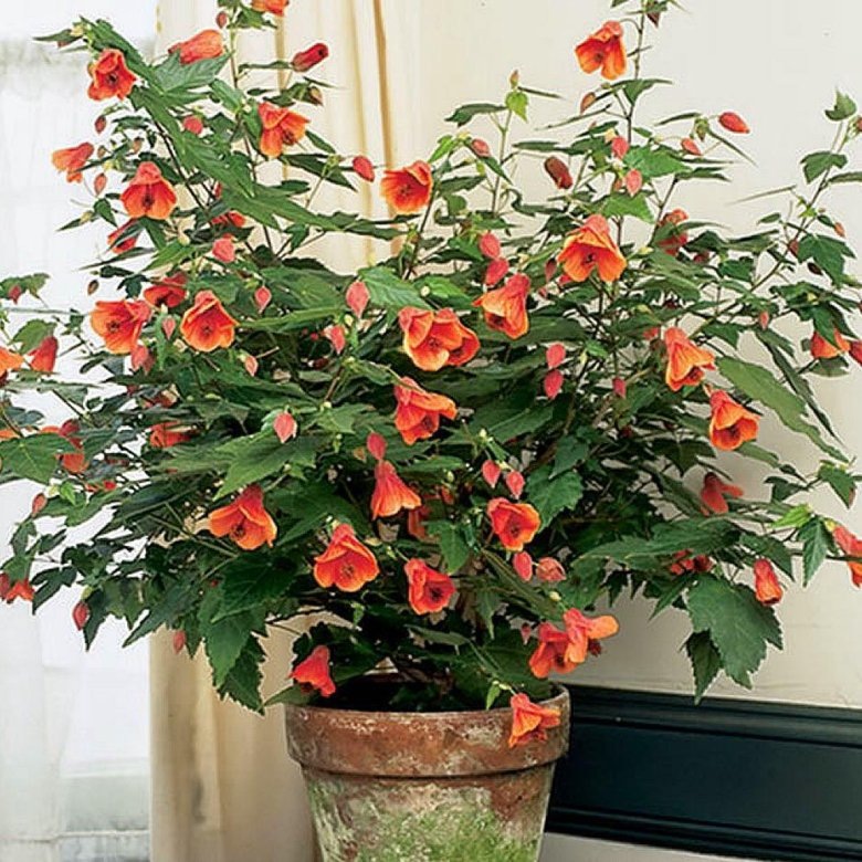 Фото из открытого источника 