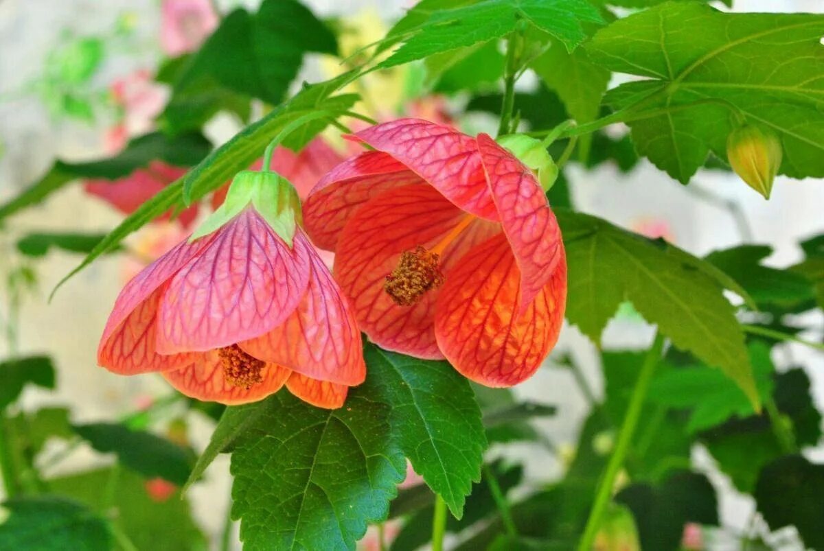 Фото из открытого источника 