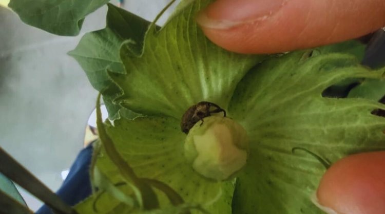    РНК-интерференция как новое поколение биоинсектицидов