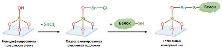     Опасному токсину плесени в продуктах российские ученые преградили путь к потребителям
